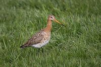 Black-tailed godwit