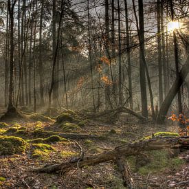 Into the woods by GoWildGoNaturepictures