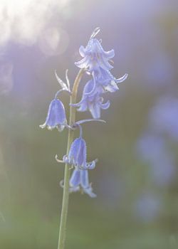 Boshyazinth am frühen Morgen