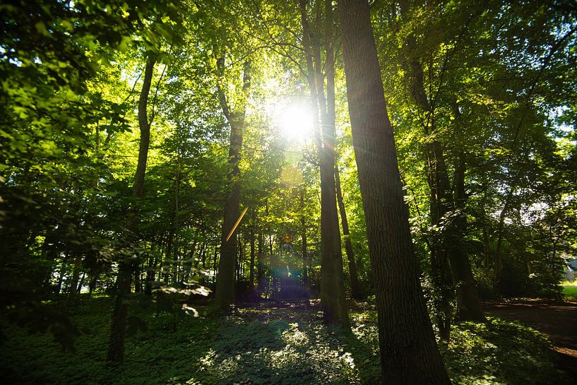 Park Doornburgh (Maarssen) by Roland de Zeeuw fotografie