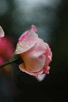 Rose im Morgentau 6
