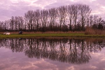 Trees reflect in the calm water during a pastel sunrise by Bram Lubbers