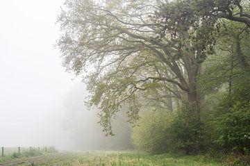 mist onder de boom van Tania Perneel