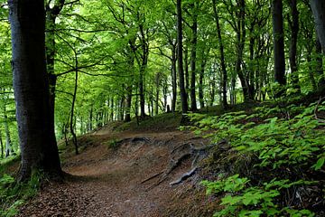 Im Wald von Ostsee Bilder