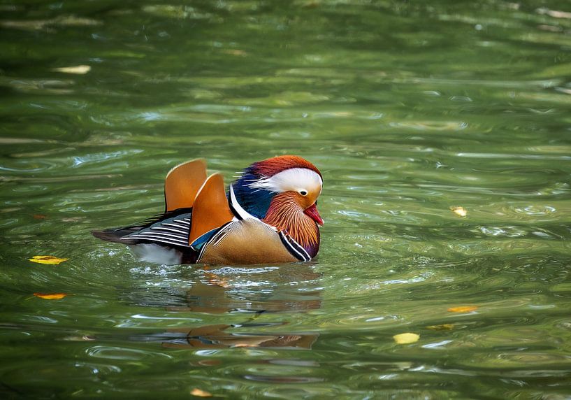Nahaufnahme von einer Mandarin Ente im Wasser von ManfredFotos