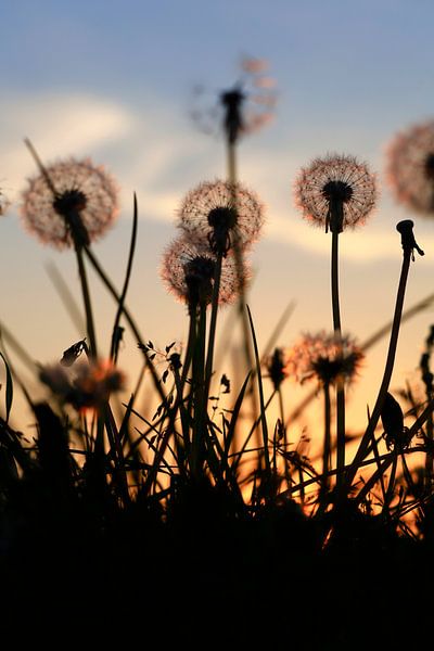 Pusteblumen, Frühlingsabend von Thomas Jäger