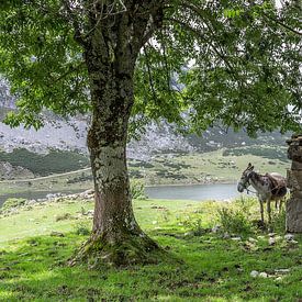 Esel in den Lagos de Covadonga von Heidi Bol