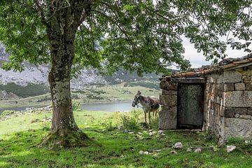 Donkey at the Lagos de Covadonga by Heidi Bol
