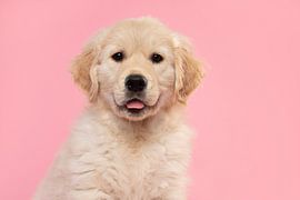 Portrait d'un chiot golden retriever sur fond rose sur Elles Rijsdijk