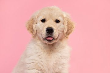 Portrait of a golden retriever pup against a pink background by Elles Rijsdijk