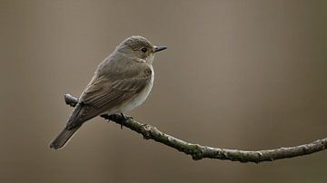 Grauwe vliegenvanger