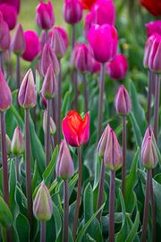 Tulpe gerade aus der Knospe von Patrick Verhoef