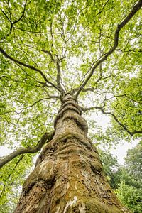 Plataan boom in lente van Frans Lemmens