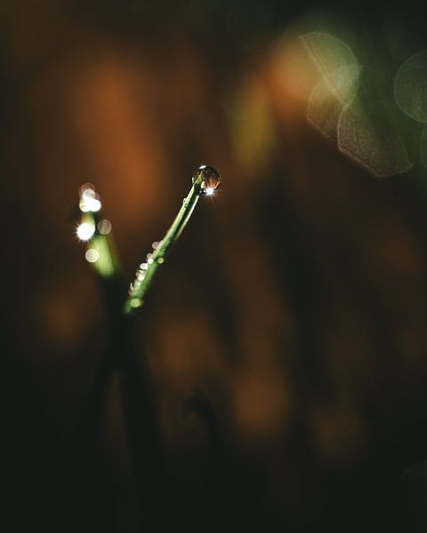 Dewdrops on the grass by Jan