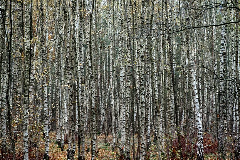 Birkenwald von Corine Spoor