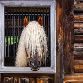 BLONDIE HAS BEAUTIFUL HAIR WITH AI by Ullrich Gnoth