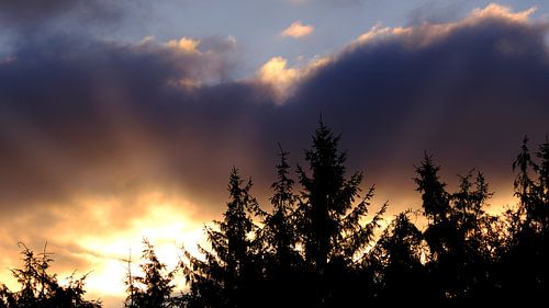 Zonsopkomst aan de bosrand
