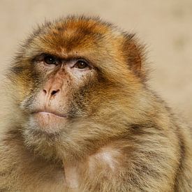 Berberaapje by Trudy Black Crow