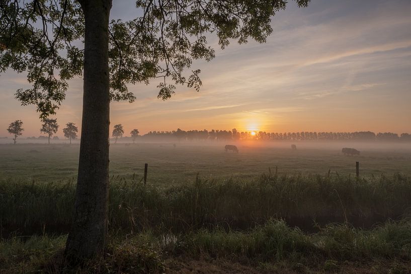 Kühe bei Sonnenaufgang von Moetwil en van Dijk - Fotografie
