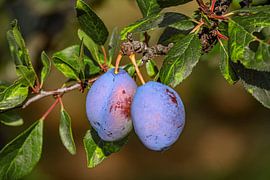 Serbia : Plums by Photoart-Naegele