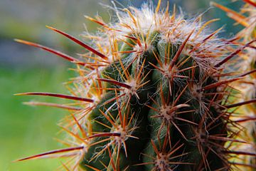 Cactus - stekelige vriend van Ingo Laue