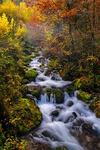 Herbstwald in Slowenien
