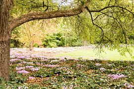 Die Blumenwiese von Veronique Staskowiak