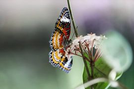 Kleurrijke vlinder 2