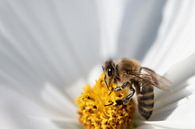 Honey bee in white flower by Ulrike Leone thumbnail