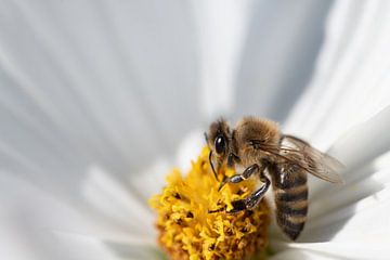 Honingbij in witte bloem