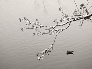 Winter Lake