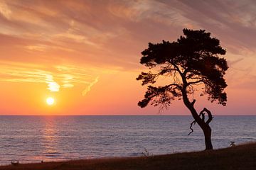 Pine Haväng by Sven-Erik Arndt