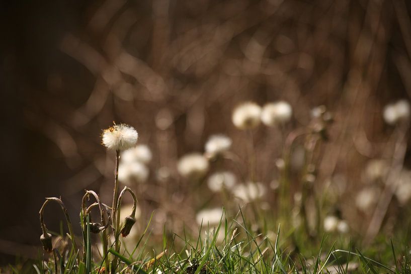 Bladder flower in the meadow by Britt Trouwborst