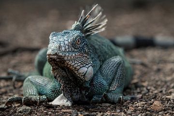 Groene Leguaan by Martijn Smeets