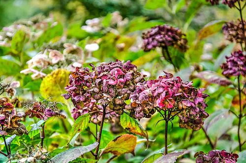 Hortensia's in de herfst