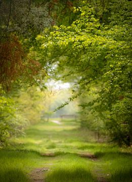 Groene bos in het voorjaar. van Hans Buls Photography