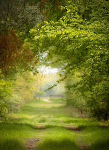 Grüner Wald im Frühling. von Hans Buls Photography