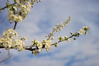 witte bloesem