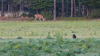 Herten, Zwijnen