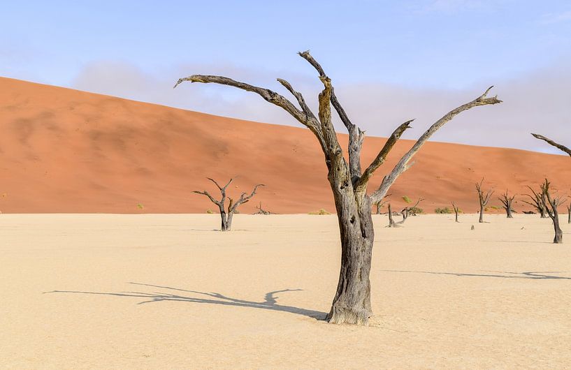 Trees in the Namib Desert by Achim Prill