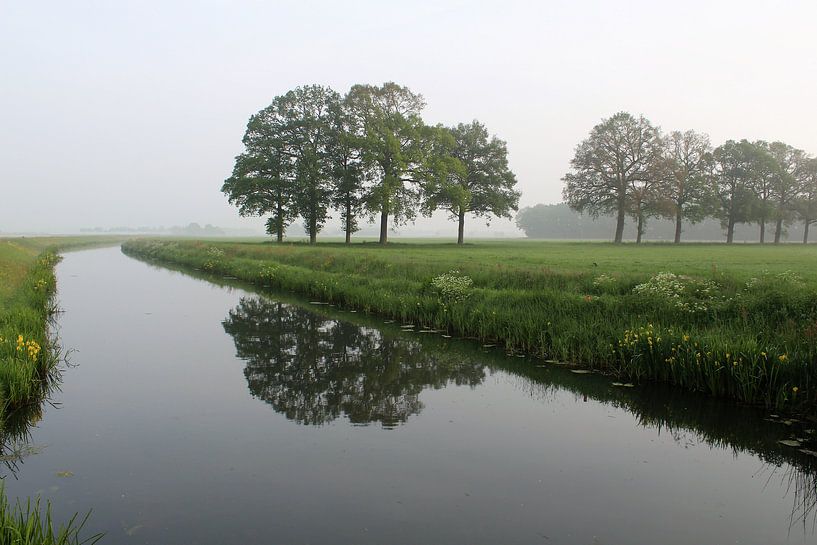 Trees, nature by Angela van den Berg
