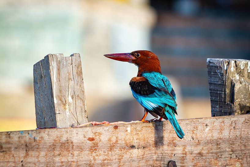 Indian Kingfisher by Roland Brack