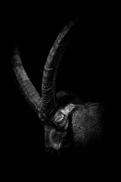 Capricorn series by Lens_en_Dier/Vizier Fotografie