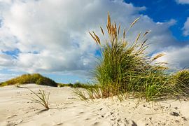 Landschaft in den Dünen auf der Insel Amrum von Rico Ködder