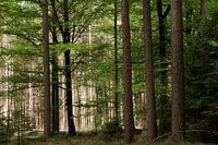 Hohe Bäume fangen eine Menge Wind ein