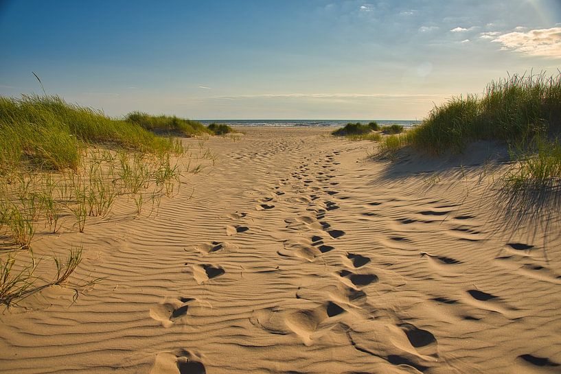 Dune Landscape in North Holland by Tanja Voigt