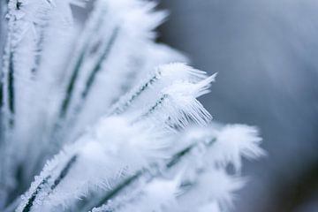 Makrofoto von Raureif in der Natur, Winterfoto von Karijn | Fine art Natuur en Reis Fotografie