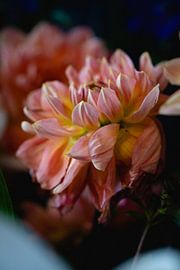 Flower as still life by Moniek Kuipers