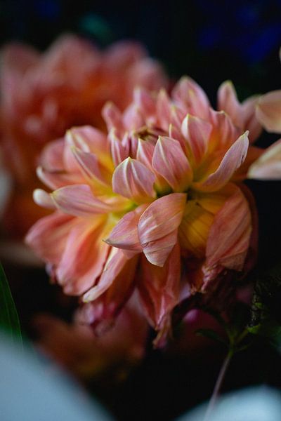 Flower as still life by Moniek Kuipers