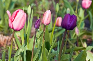 Le paradis des tulipes sous la lumière ensoleillée du printemps
